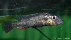 Haplochromis thereuterion (Villebon sur Yvette, congrès AFC 2009)