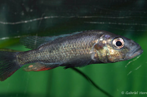 Haplochromis thereuterion (Villebon sur Yvette, congrès AFC 2009)