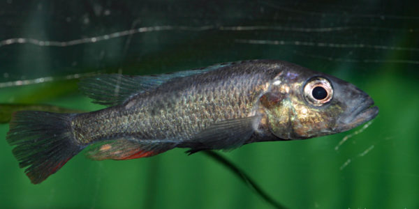 Haplochromis thereuterion (Villebon sur Yvette, congrès AFC 2009)