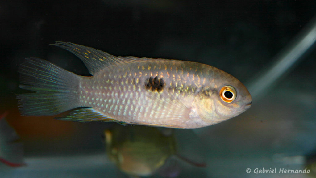 Laetacara fulvipinnis (Villebon sur Yvette, Congrès AFC 2009)