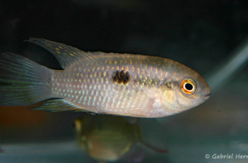 Laetacara fulvipinnis (Villebon sur Yvette, Congrès AFC 2009)