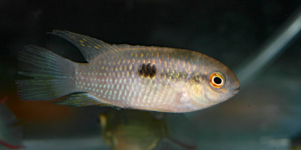 Laetacara fulvipinnis (Villebon sur Yvette, Congrès AFC 2009)