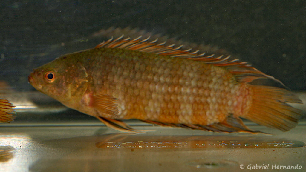 Microctenopoma ansorgii (Villebon sur Yvette, expo CIL lors du congrès AFC 2009)