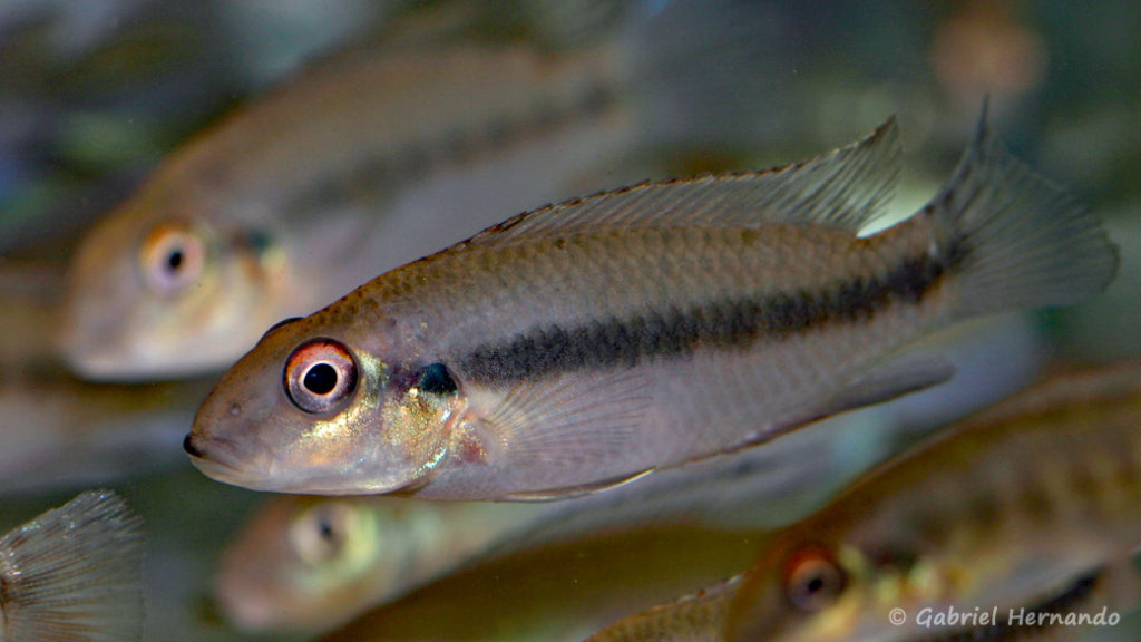 Wallaceochromis humilis (Villebon sur Yvette, congrès AFC 2009)