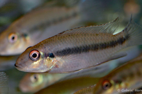 Wallaceochromis humilis (Villebon sur Yvette, congrès AFC 2009)