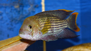 Andinoacara sp. "goldsaum" (chez Gilles Garrier, septembre 2009)