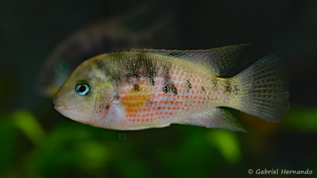 Panamius panamensis