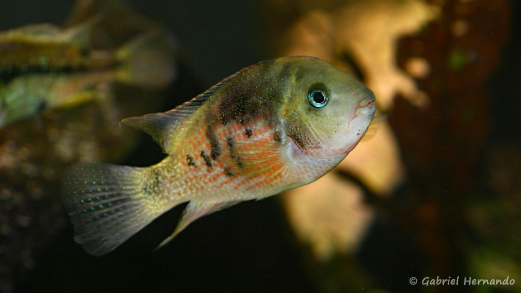 Panamius panamensis 