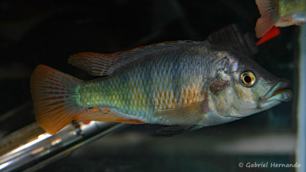 Haplochromis chilotes (Le Mans, octobre 2009, réunion AFC)