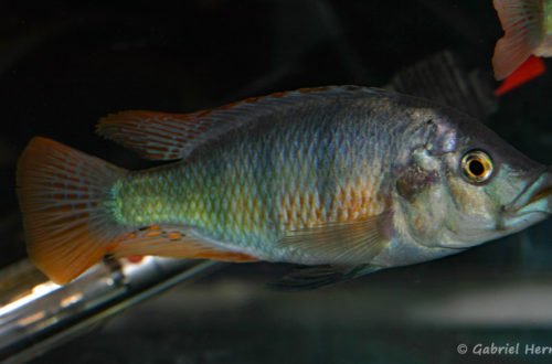 Haplochromis chilotes (Le Mans, octobre 2009, réunion AFC)