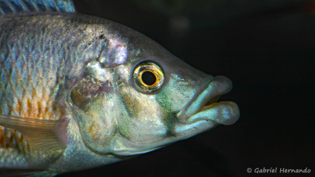 Haplochromis chilotes (Le Mans, octobre 2009, réunion AFC)