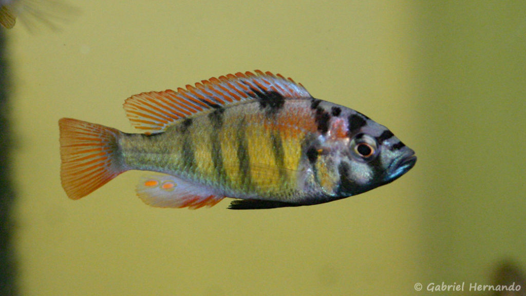Haplochromis ishmaeli (Aquabeek, mars 2011)