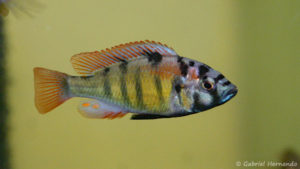 Haplochromis ishmaeli (Aquabeek, mars 2011)