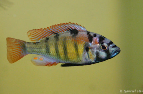 Haplochromis ishmaeli (Aquabeek, mars 2011)