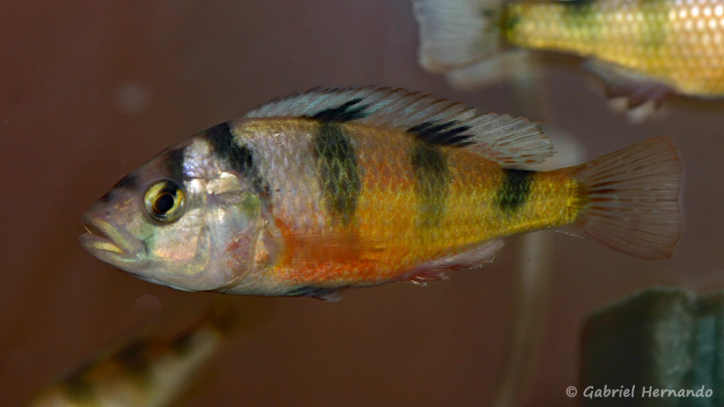 Haplochromis latifasciatus (Nancy, octobre 2008, congrès AFC)