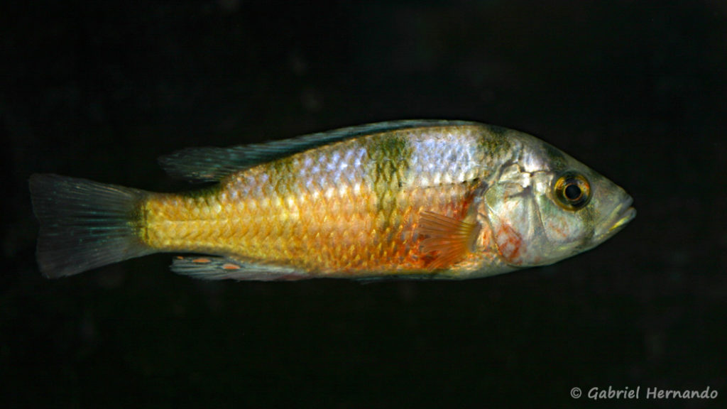 Haplochromis latifasciatus (Le Mans, octobre 2009, réunion AFC)