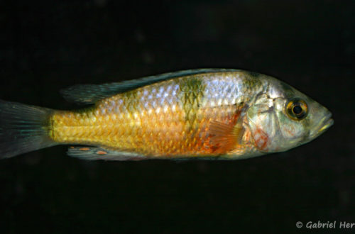 Haplochromis latifasciatus (Le Mans, octobre 2009, réunion AFC)