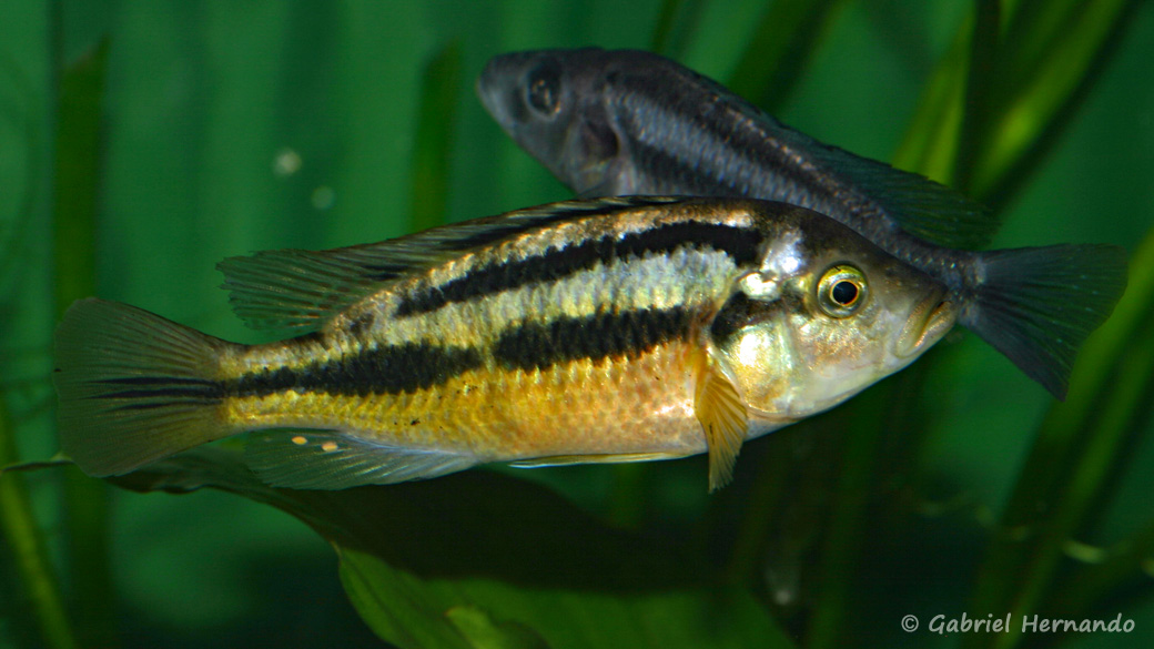 Haplochromis sauvagei Les Aqua'Pages de Gabriel