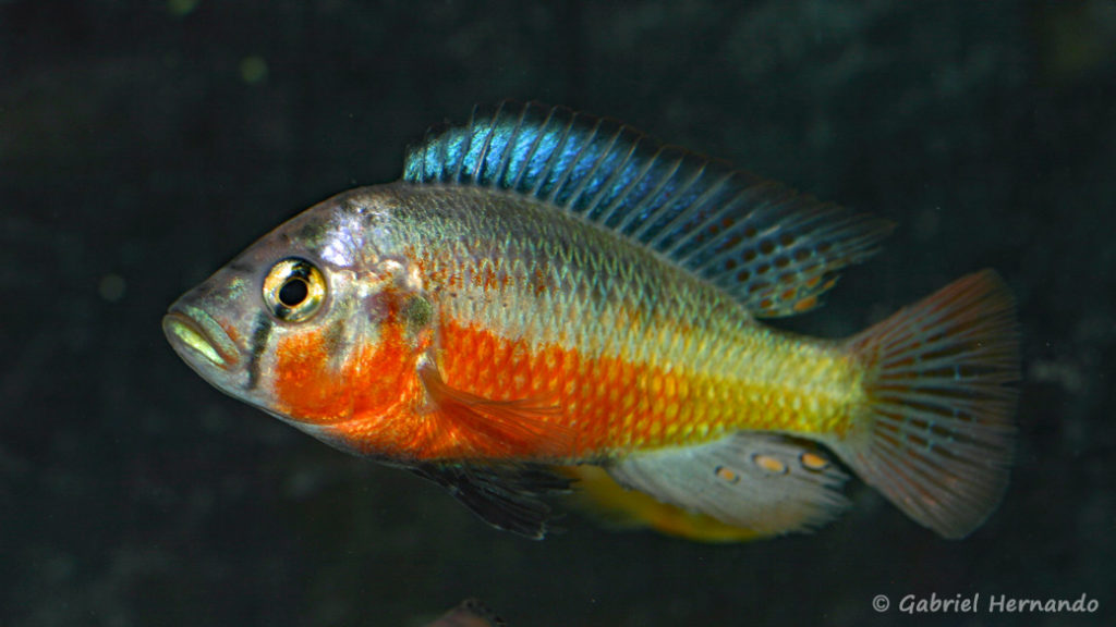 Haplochromis sauvagei, variété de Mwanza North (Le Mans, réunion AFC en octobre 2009)