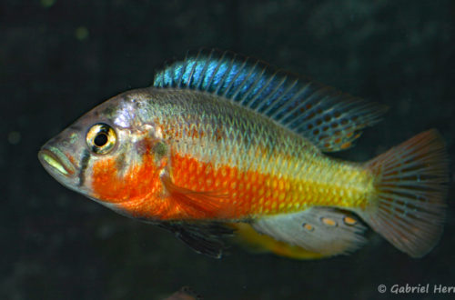 Haplochromis sauvagei, variété de Mwanza North (Le Mans, réunion AFC en octobre 2009)