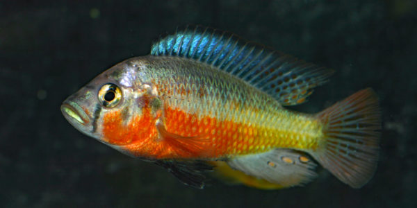 Haplochromis sauvagei, variété de Mwanza North (Le Mans, réunion AFC en octobre 2009)