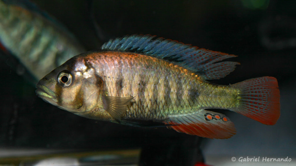 Haplochromis sp. "Entebbe" (Le Mans, Réunion AFC, octobre 2009)