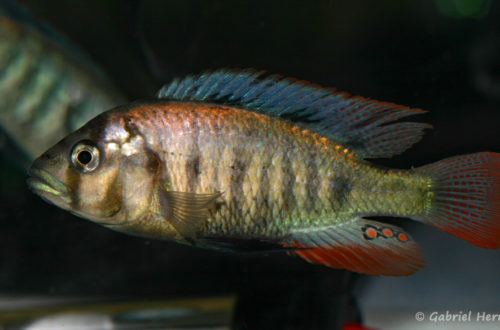 Haplochromis sp. "Entebbe" (Le Mans, Réunion AFC, octobre 2009)