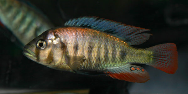 Haplochromis sp. "Entebbe" (Le Mans, Réunion AFC, octobre 2009)
