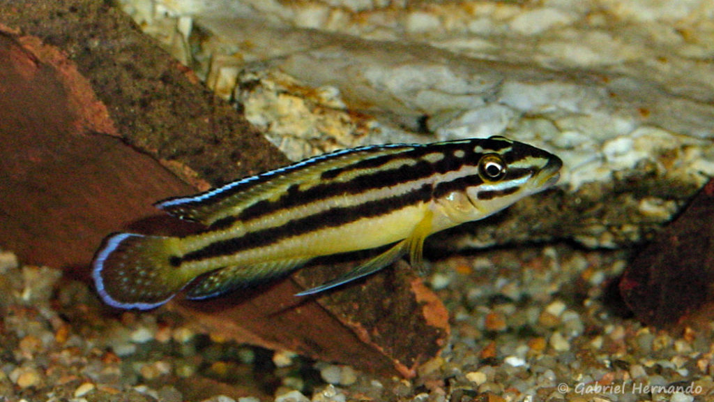 Julidochromis marksmithi (Club aquariophile de Vernon, juillet 2003)