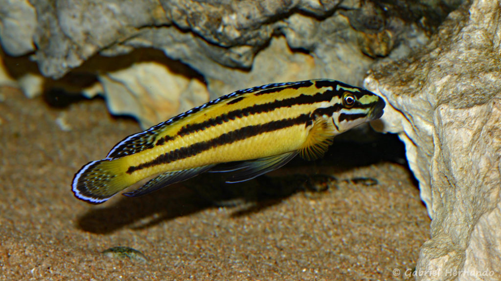 Julidochromis marksmithi (Club aquariophile de Vernon, avril 2008)