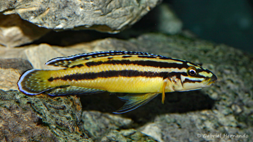 Julidochromis marksmithi (Club aquariophile de Vernon, janvier 2008)
