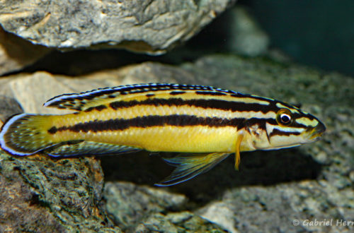 Julidochromis marksmithi (Club aquariophile de Vernon, janvier 2008)