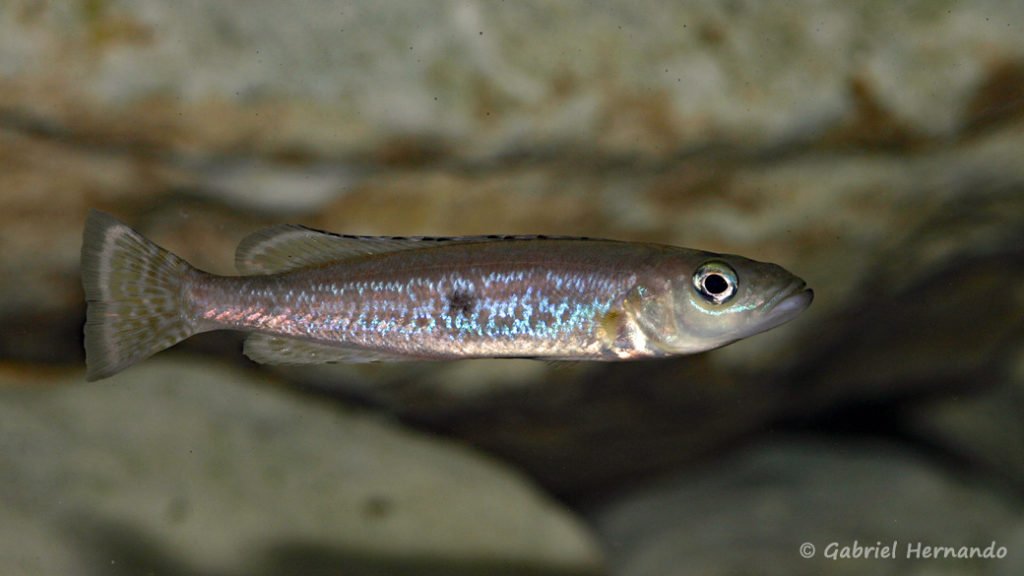 Lepidiolamprologus attenuatus (chez Vincent Chamayou, septembre 2009)