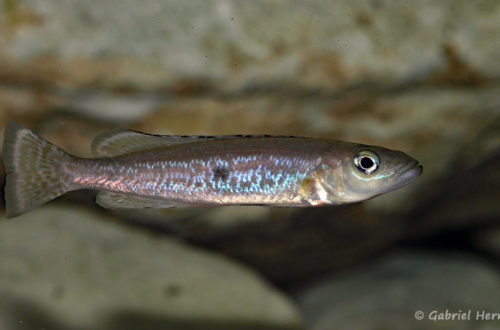 Lepidiolamprologus attenuatus (chez Vincent Chamayou, septembre 2009)