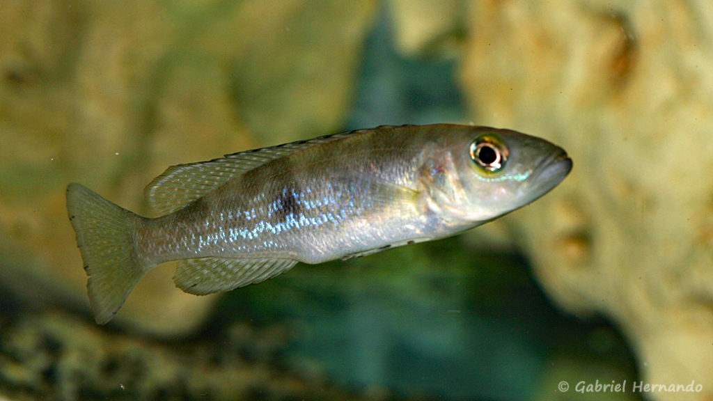 Lepidiolamprologus attenuatus (dans le local de Steve et Jérôme, Suisse, décembre 2008)