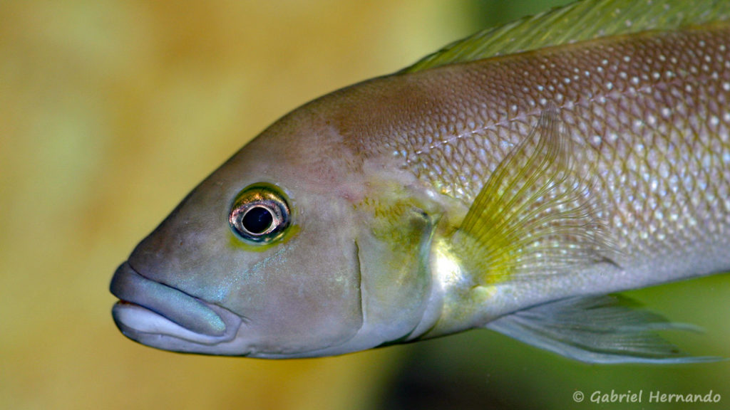 Lepidiolamprologus cunningtoni (chez Gilles Garrier, août 2009)