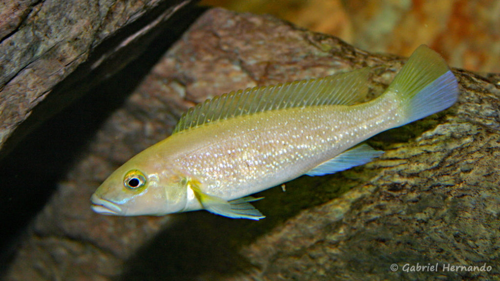 Lepidiolamprologus cunningtoni (chez Gilles Garrier, novembre 2007)