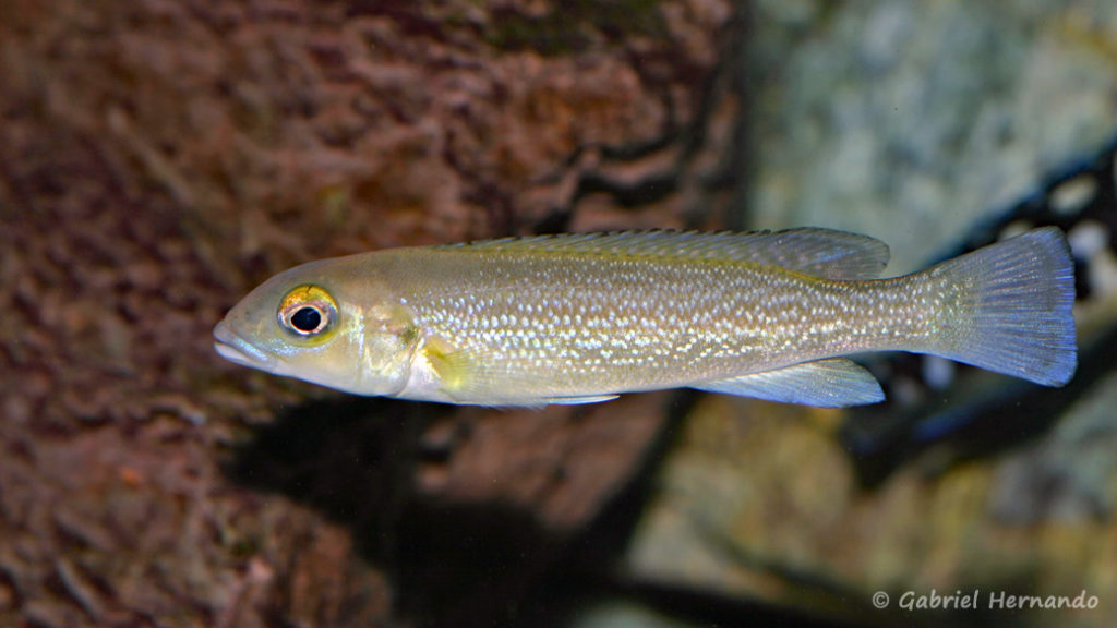 Lepidiolamprologus cunningtoni (chez Gilles Garrier, janvier 2008)