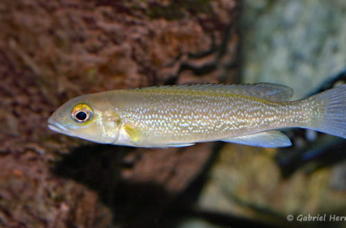 Lepidiolamprologus cunningtoni (chez Gilles Garrier, janvier 2008)