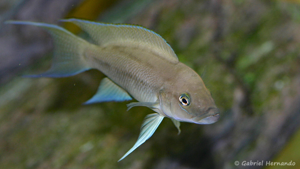 Neolamprologus longicaudatus, variété de Ubwari (chez Gilles Garrier, août 2009)