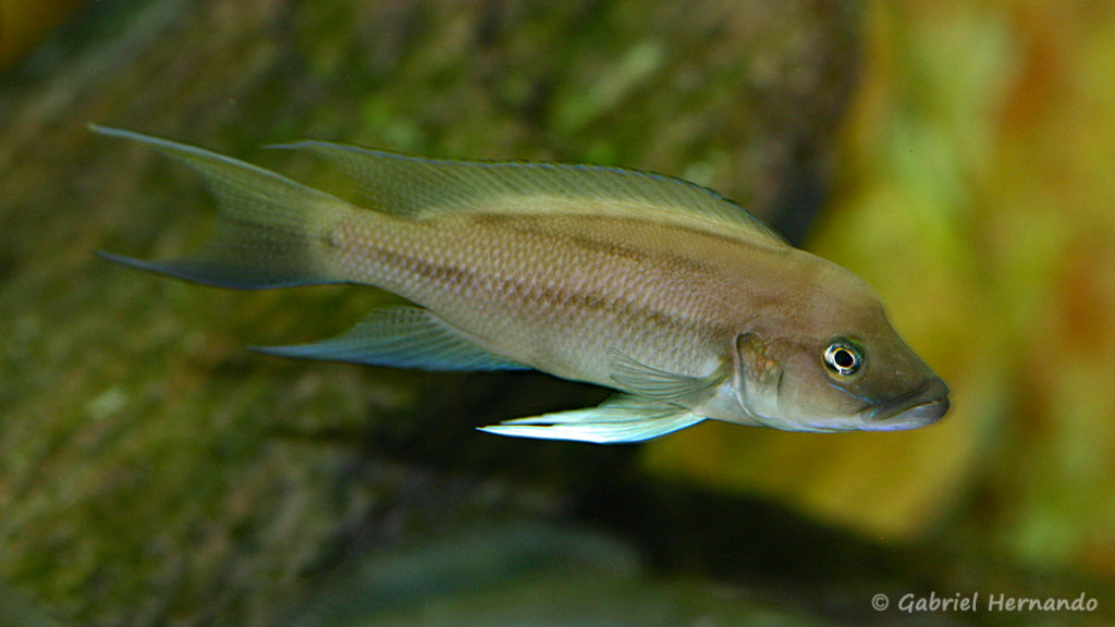 Neolamprologus longicaudatus, variété de Ubwari (chez Gilles Garrier, août 2009)