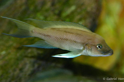 Neolamprologus longicaudatus, variété de Ubwari (chez Gilles Garrier, août 2009)