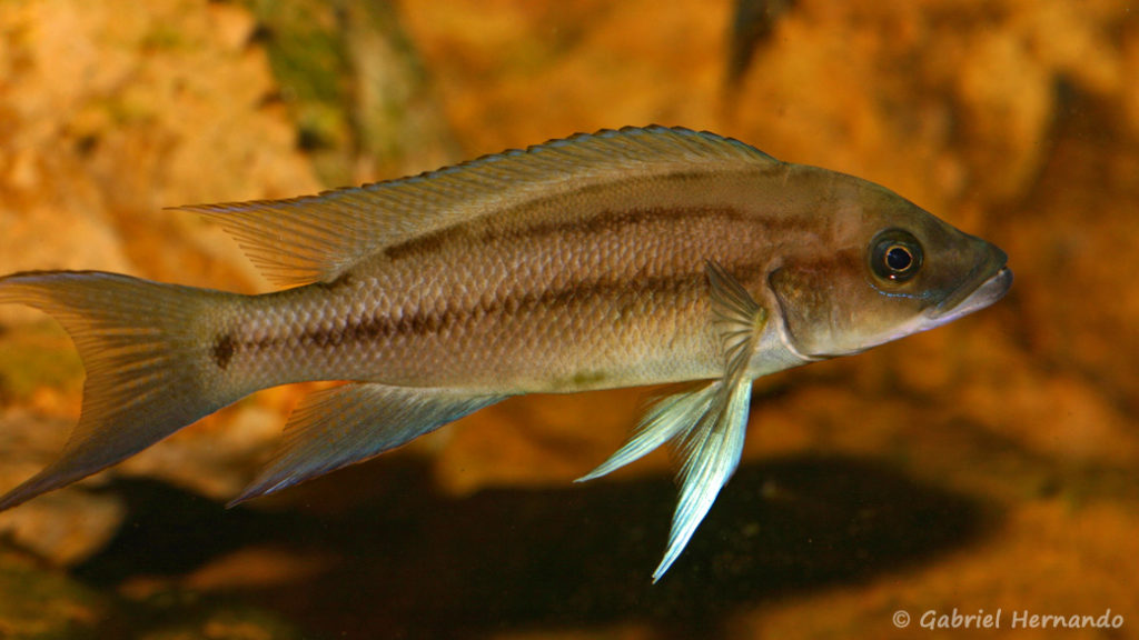 Neolamprologus longicaudatus, variété de Ubwari (chez Vincent Chamayou, septembre 2009)