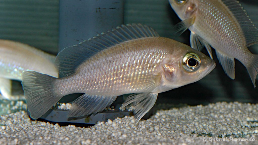 Neolamprologus toae, variét00é de Kigoma (Abysse, mars 2010)