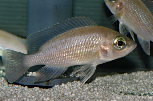 Neolamprologus toae, variét00é de Kigoma (Abysse, mars 2010)