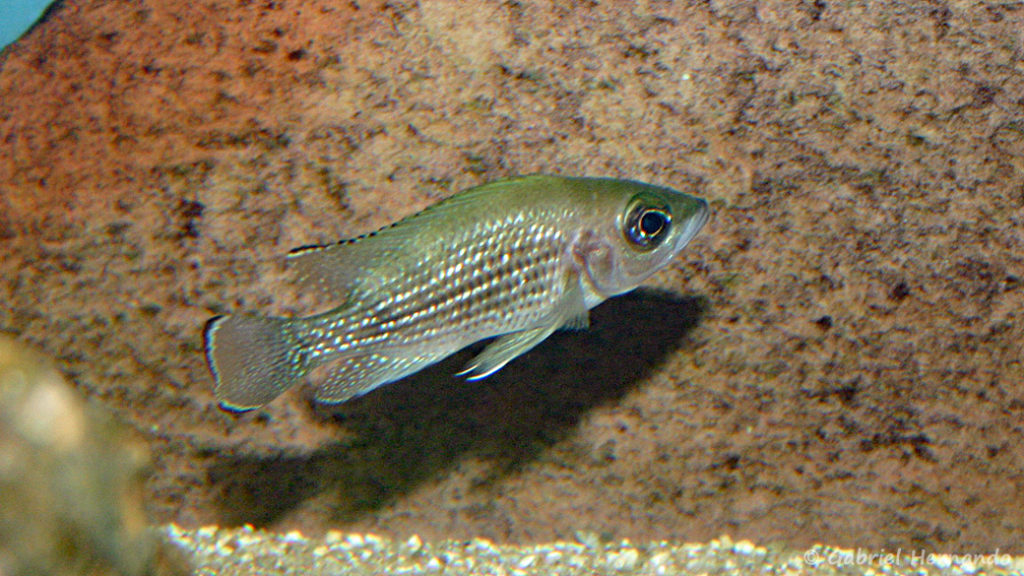 Neolamprologus toae, variété de Luhanha (chez Benoît Jonas, juillet 2009)