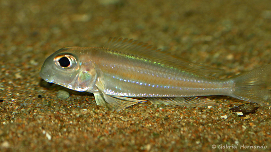 Xenotilapia sima, variété de Moliro (Club Aquariophile de Vernon, septembre 2009)