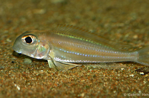 Xenotilapia sima, variété de Moliro (Club Aquariophile de Vernon, septembre 2009)