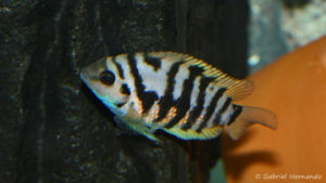 Amatitlania kanna (chez Christophe Drone, décembre 2009)