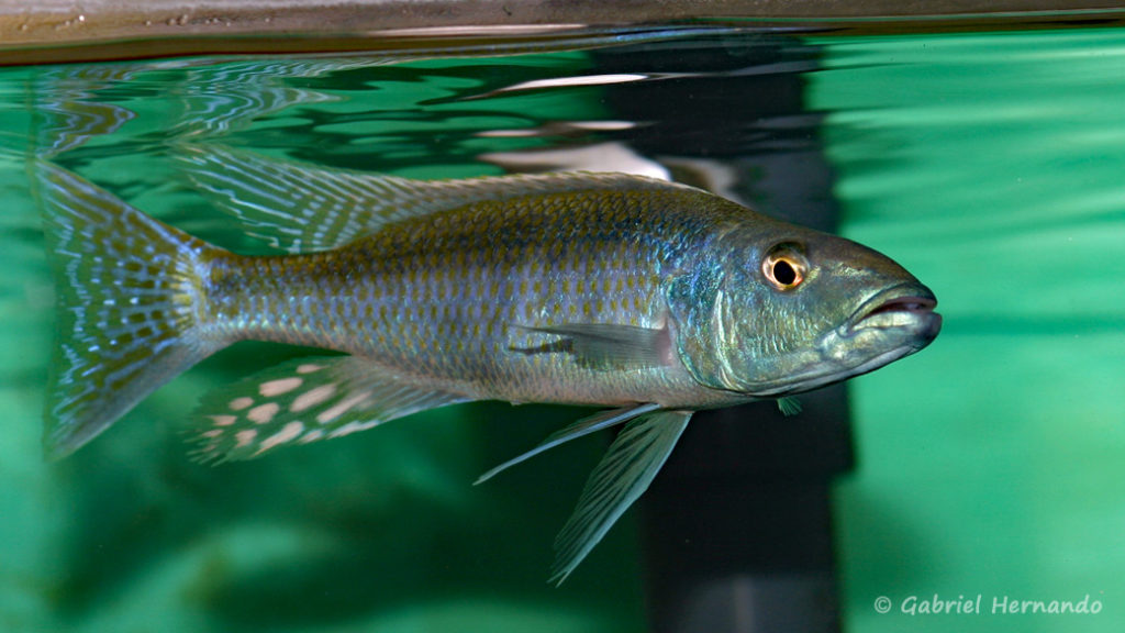 Champsochromis caeruleus (Abysse, janvier 2009)